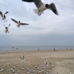 Beach and the seaguls