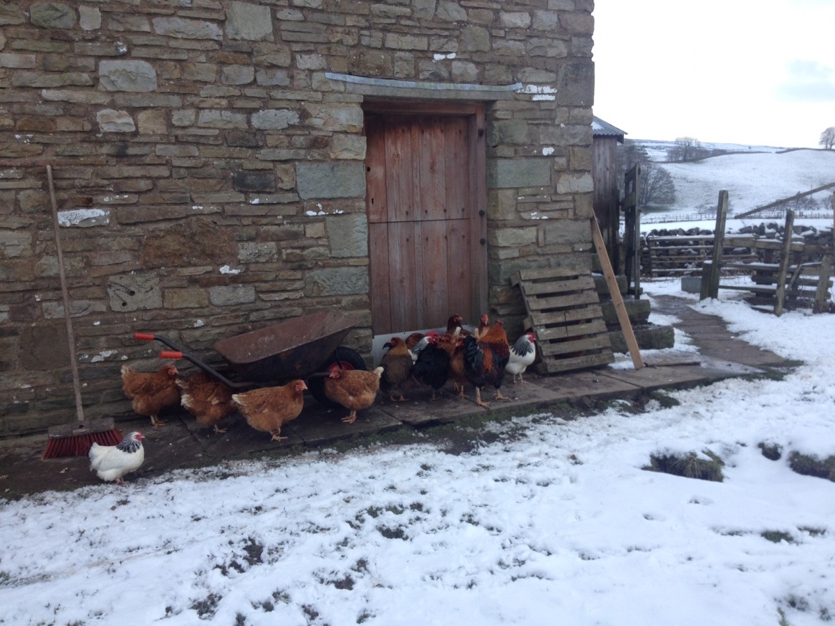 The chickens sheltering from the snow by the barn near Hawes