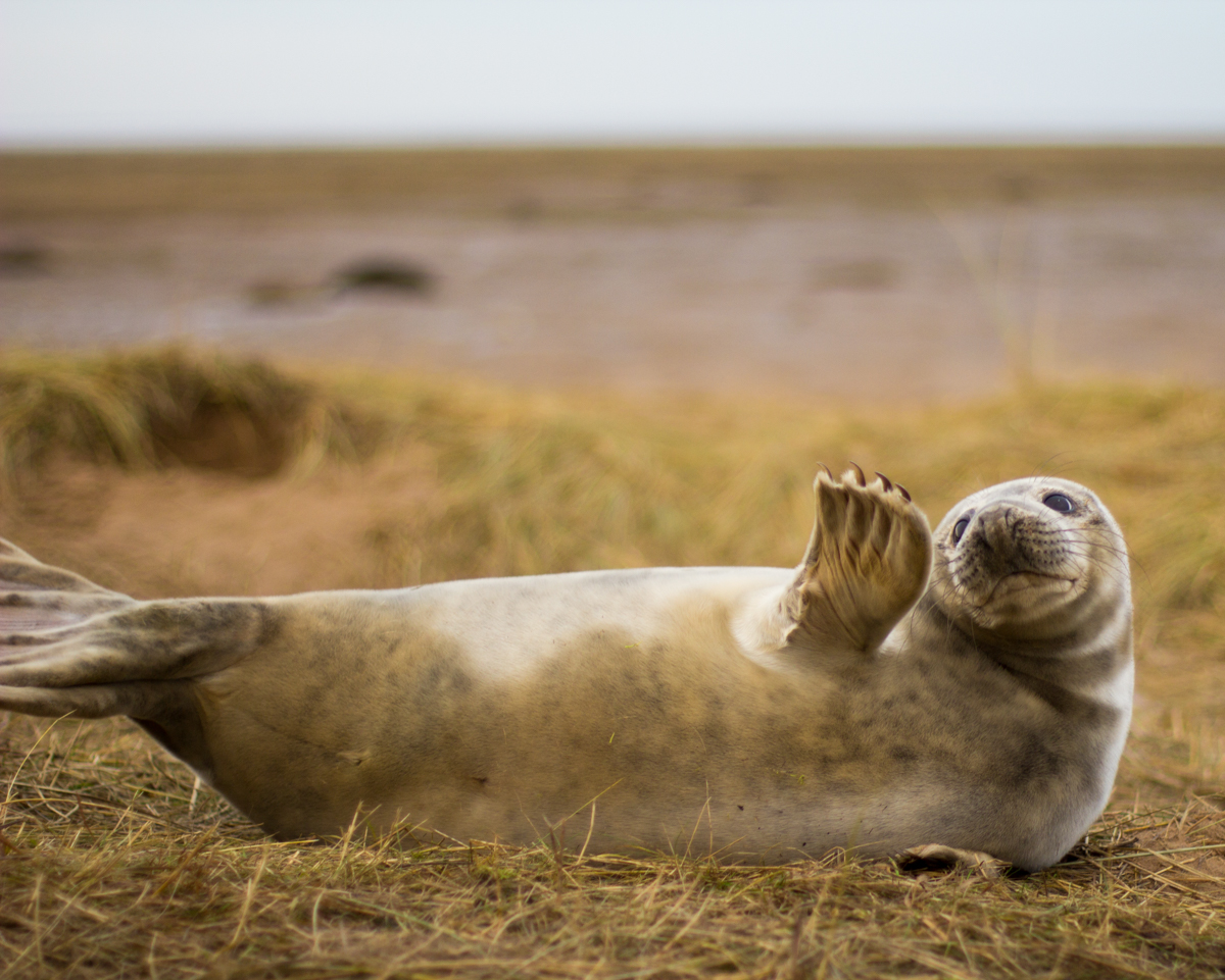 Baby Seals, Donna Nook