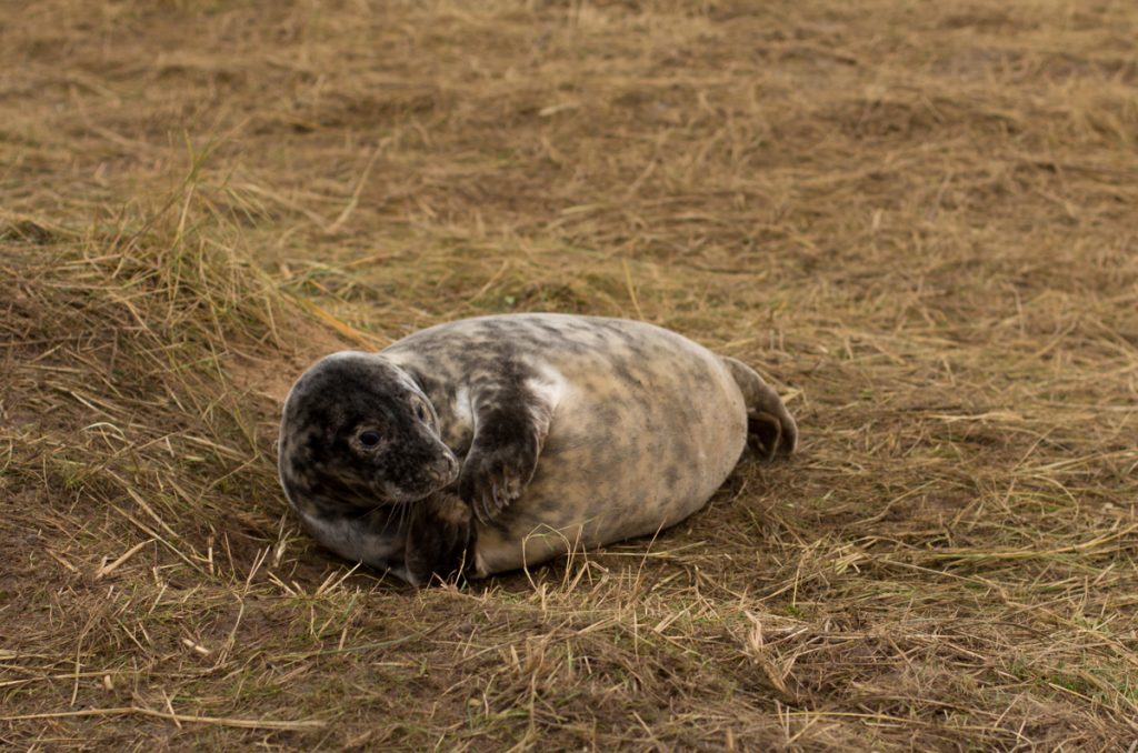 Baby Seals, Donna Nook