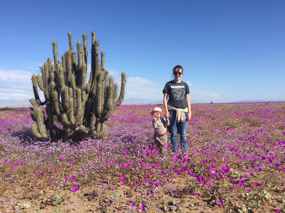claire_jamieson_florence_wardley_flowering_desert_chile